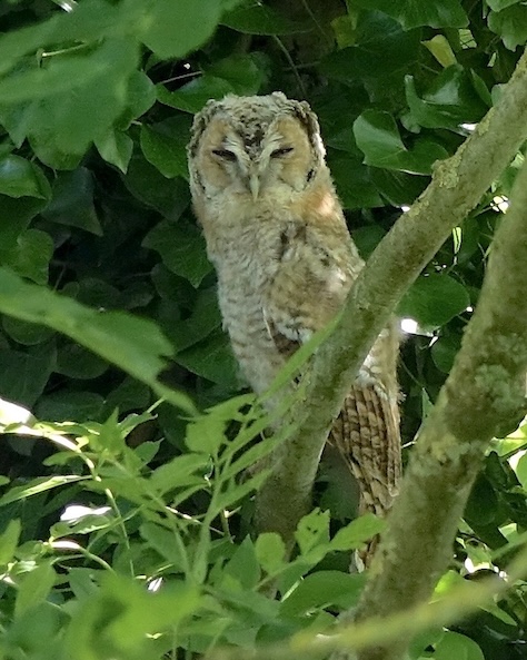 tawny owl